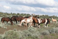 a herd of horses walking across a lush green field next to tall grass and trees