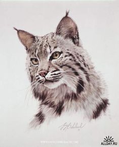 a drawing of a bobcat looking at the camera with an alert look on its face