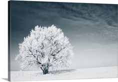 a black and white photo of a tree in the middle of a snow covered field