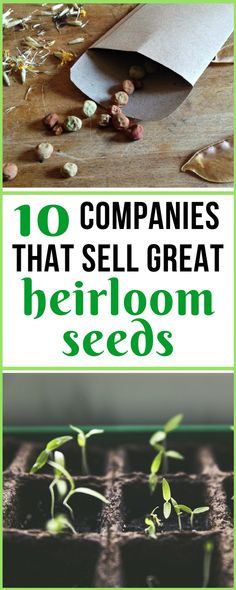 seedlings growing from seed trays with text overlay that reads 10 companies that sell great heir seeds