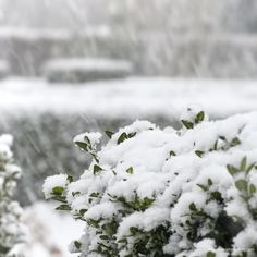 snow is falling on top of the shrubbery in front of a building and trees