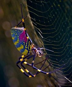 a colorful spider sitting on its web in the middle of it's web