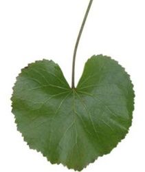 a single green leaf on a white background