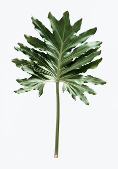 a large green leaf on a white background