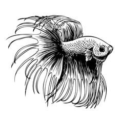 an ink drawing of a siamese fish