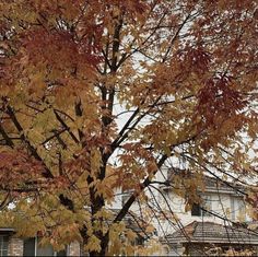 an orange tree with yellow leaves in front of a house