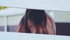 a brown horse standing behind a white fence with its head over the top of it