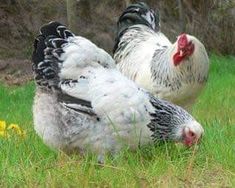 two white and black chickens standing in the grass