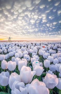 a field full of white tulips under a cloudy sky with an airplane in the distance