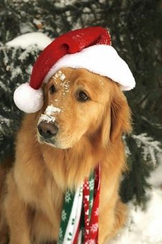 a dog wearing a santa hat and scarf sitting in the snow next to a tree