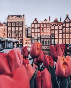 many red tulips are in front of some buildings