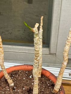 three small trees in a pot with dirt on the ground next to a window sill