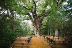 an outdoor ceremony setup with benches under a large tree in the middle of a forest