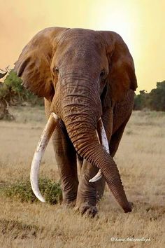 an elephant with tusks standing in the grass