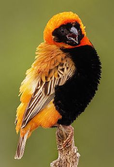 a bird with orange and black feathers sitting on a tree branch in front of a green background