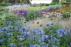 a garden filled with lots of purple flowers and green plants on top of grass covered ground