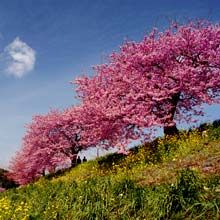 the trees are blooming on the hill side