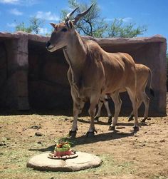 two antelope standing next to each other in an enclosure with food on the ground