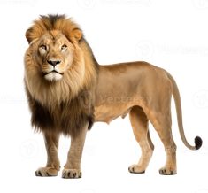 a lion standing in front of a white background