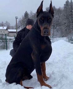 a man sitting in the snow next to a large black and brown doberman dog