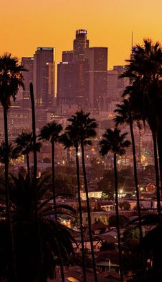 palm trees in front of a city skyline at sunset or dawn with the sun setting