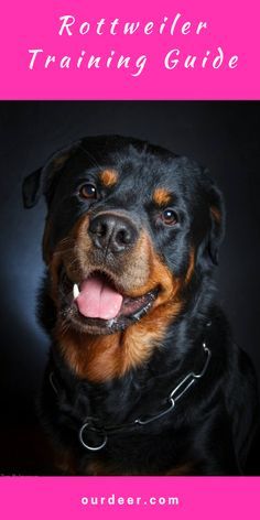 a rotweiler dog with the words rotweiler training guide on it's chest