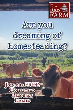 a cow is looking over the fence at another cow in the background with text that reads are you dreaming of homesteading?