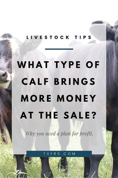 three cows with the words, what type of calf brings more money at the sale?