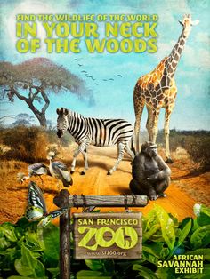 an advertisement for zoo san francisco featuring zebras, giraffes and other animals