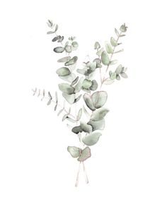 watercolor painting of green leaves on white background