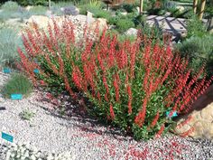 red flowers are growing in the rocks and gravel