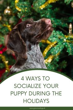 a dog looking up at the christmas tree with text overlay that reads 4 ways to socialize your puppy during the holidays