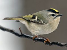 a small bird perched on top of a tree branch