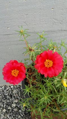 two red flowers sitting in a pot on the side of a building next to gravel