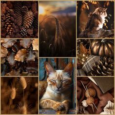 a collage of pictures with cats and pine cones