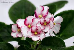 pink and white flowers with green leaves in the foreground, against a light gray background