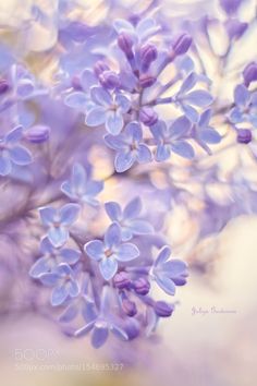 purple flowers are blooming in the sunlight