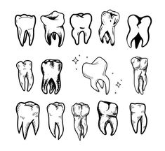 a set of different tooth shapes