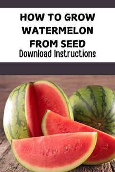 how to grow watermelon from seed