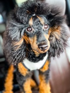 a black and brown dog sitting on top of a car seat