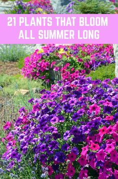 purple and pink flowers with text overlay that reads, 21 plants that bloom all summer long