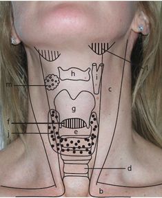 Landmarks of the Throat Area Respiratory Therapy, Medical School Studying, Medical Anatomy, Nursing Tips, Body Anatomy, Nursing Study, Nursing Education, Nursing Notes, Medical Knowledge