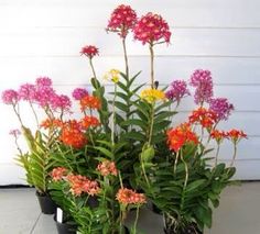 several potted plants with flowers in them on the ground next to a white wall