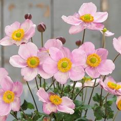 pink flowers with yellow centers in a pot