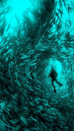 a man is swimming in the middle of a large amount of seaweed as he swims