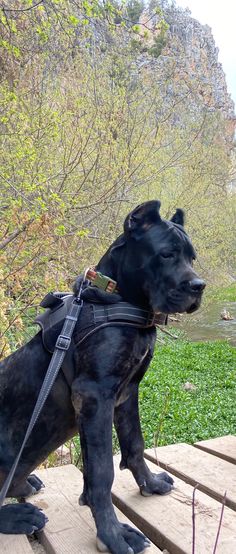 a large black dog sitting on top of a wooden platform