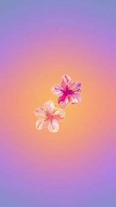 two pink flowers floating in the air on a purple and yellow background with an orange center