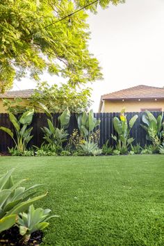 a backyard with grass and plants in the foreground, next to a small house