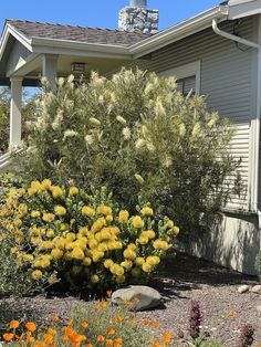 a yellow flower bush in front of a house