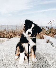 a black and white dog sitting on top of a rock next to the ocean with a leash